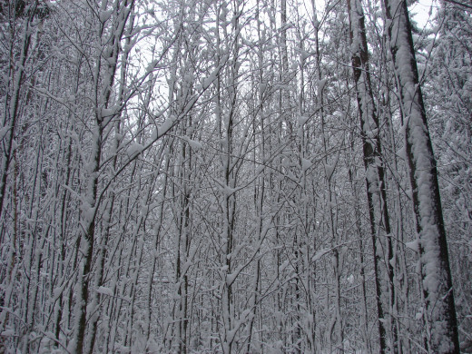 28544 (a): :1600x1200